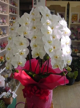 長崎県佐世保市の花屋 花徳造花生花にフラワーギフトはお任せください 当店は 安心と信頼の花キューピット加盟店です 花キューピットタウン
